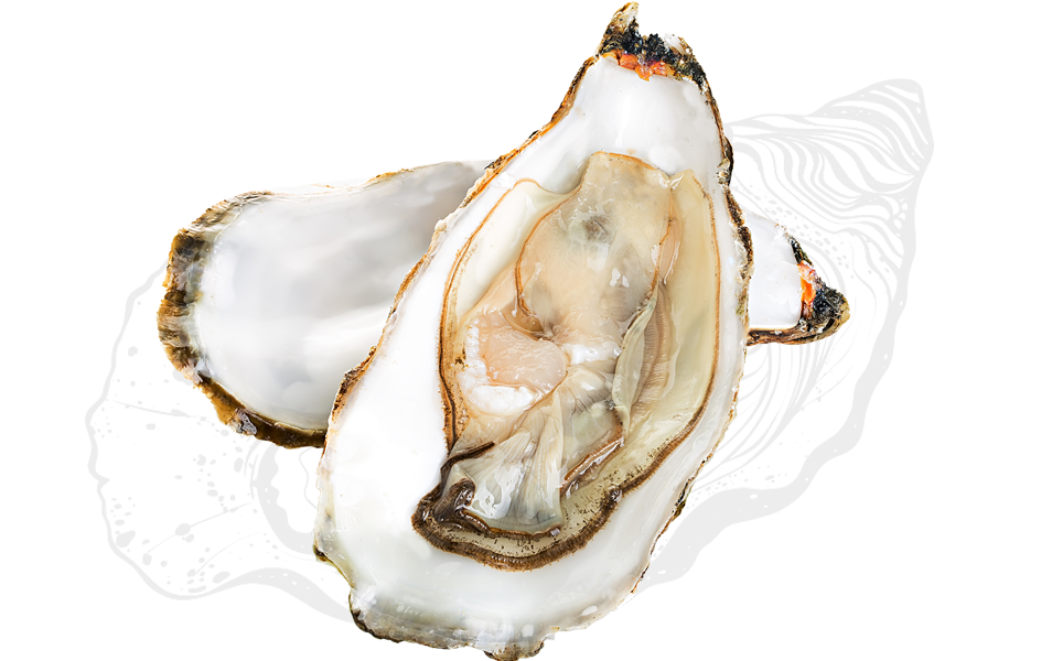 https://funky-de.otelimo.com/wp-content/uploads/2023/04/oyster-funky-t-img-3.png
