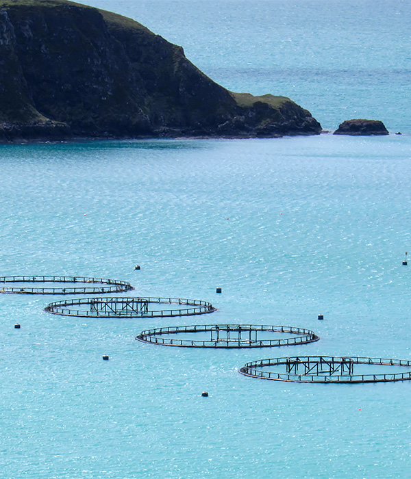 https://funky-de.otelimo.com/wp-content/uploads/2023/05/fish-farms-2.jpg